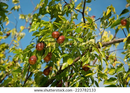 Jujube fruits ripened on the tree.