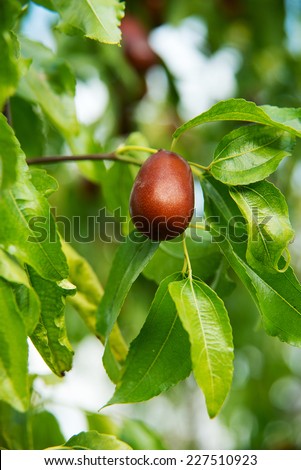 jujube, fruit tree of mediterranean countries,