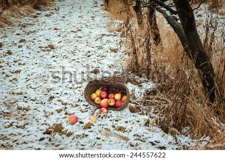 winter garden of apples. red apples in a basket in the garden