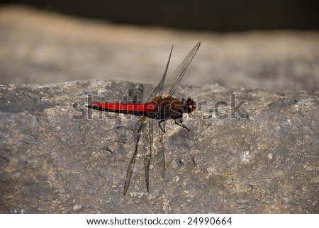 Blood red dragon fly sitting on a stone