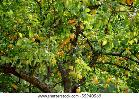 stock-photo-apricot-tree-with-fruits-in-the-summer-55940569.jpg
