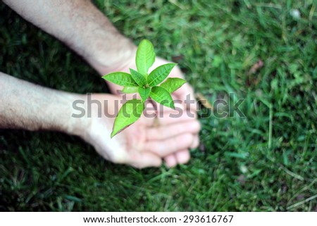 little plant in the hand