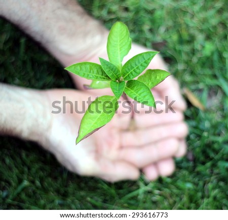 little plant in the hand