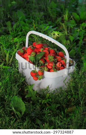 Ripe sweet strawberries in plastic basket on a green lawn. Outdoor.
