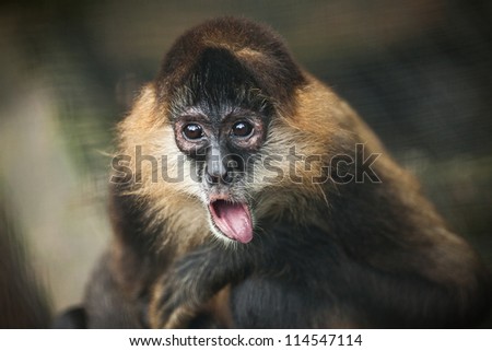 Crazy monkey reaching out his tongue in the jungle of Costa Rica