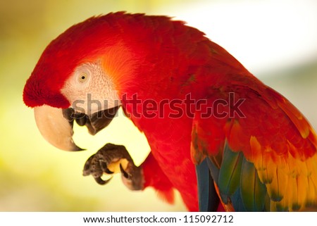 Eating Parrot in tropical paradise