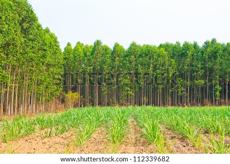 sugar cane plant and the pinewood in the sugar cane fields