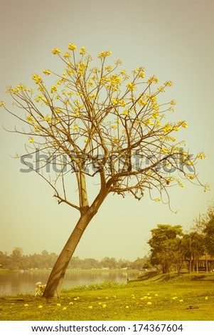 Yellow Cotton Tree blue sky background with vintage