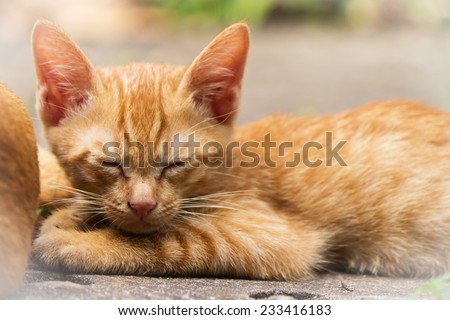 brown little  cat sleep