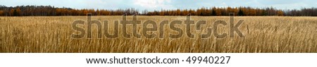 Rich harvest of wheat field