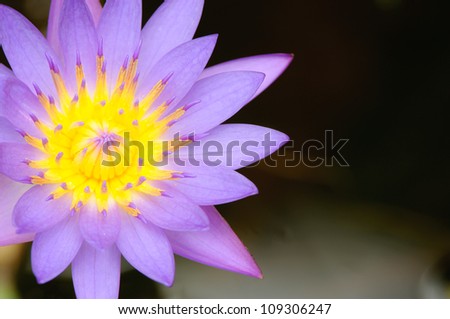 Top view of Beautiful Purple Lotus in pond