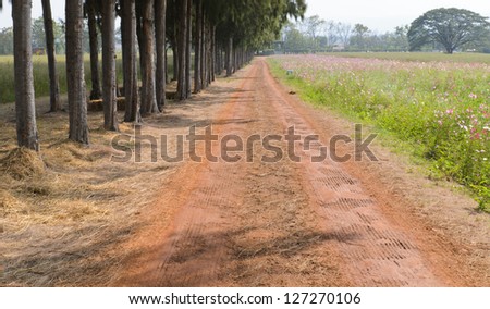 Gravel path between pine trees and flowers field in country of Thailand