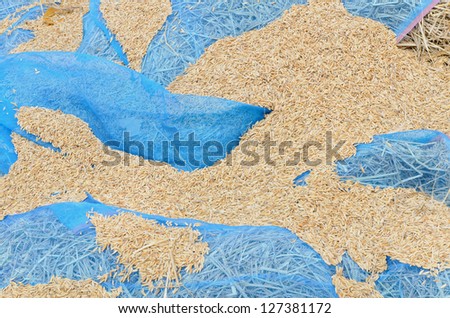 Paddy husk drying on blue net in country of Thailand