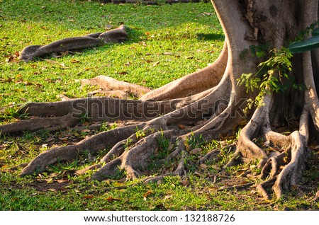 Tree root in the park