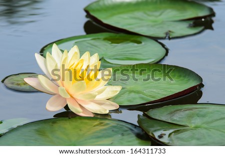 water lily, lotus flower in nature