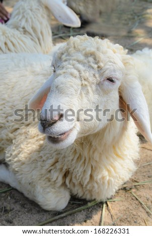 Sheep in a herd at a sheep farm