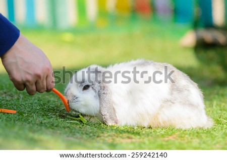 Cute holland lop rabbit eating carrot