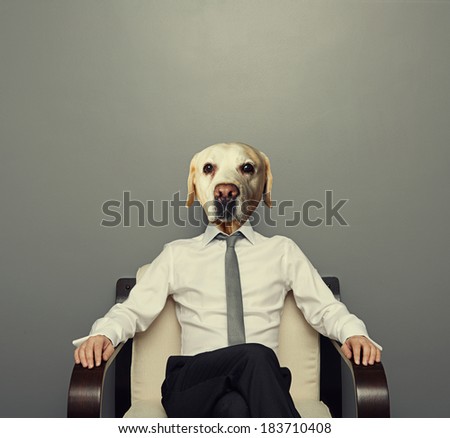 business dog sitting on the chair over grey background