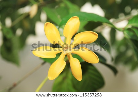 golden gardenia flower or Gardenia carinata Wallich.