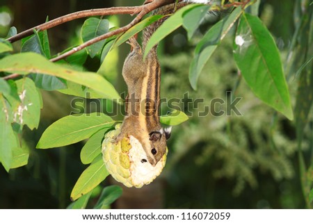 Eastern Chipmunk (Squirrel ) eating sugar apple on tree