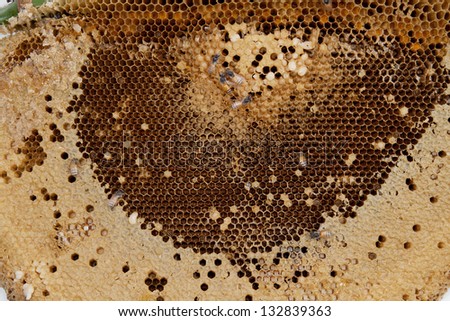 Honeycomb cells close-up