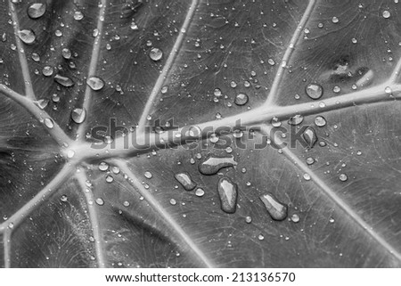 black and white leaf and dew