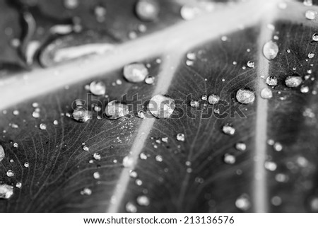 black and white leaf and dew