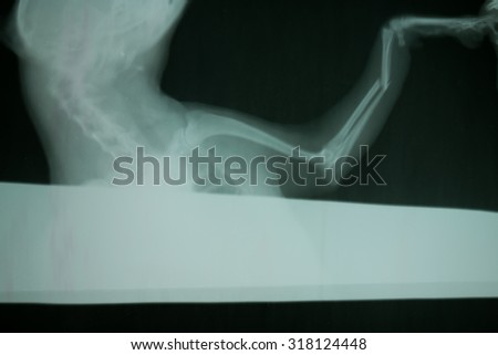 X-ray from broken leg of dog