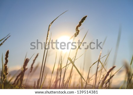 Grass in may in Front of a Sunset in Bavaria, Germany