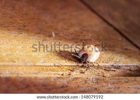 Picture of a blood filled and disease transmitting Wood Tick on wooden underground, the most dangerous animal parasite in Germany