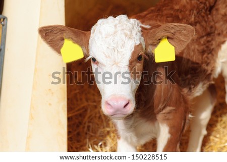 Cute Calf. Picture of a nine day old little cow in Bavaria