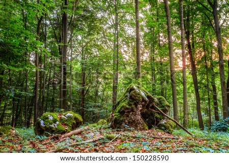Summer Forest Evening  Picture of a Forest in Bavaria  Shot was taken on a warm High Summer August day in a rocky forest area in Upper Franconia