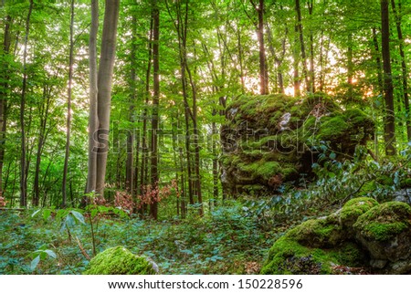 Summer Forest Evening  Picture of a Forest in Bavaria  Shot was taken on a warm High Summer August day in a rocky forest area in Upper Franconia