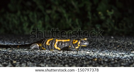 European Fire Salamander. Macro of an european Fire Salamander in Bavaria on a warm and wet summer day in the forest