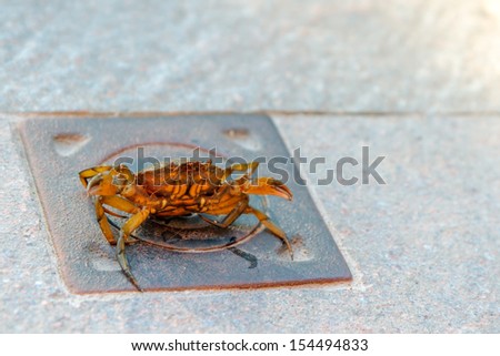 Funny Crab. Picture of a Crab in the lagoon city of Venice on the stones