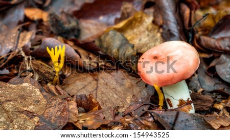 Mushroom Kingdom. Picture of a forest mushroom in the woods of Bavaria in Germany in fall