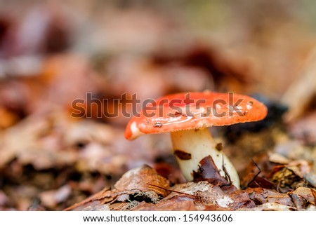 Mushroom Kingdom. Picture of a forest mushroom in the woods of Bavaria in Germany in fall