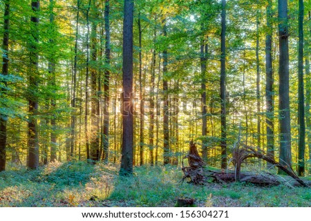 Forest in Europe in Late September. Deciduous forest with leaves on the ground. Warm yellowish green color in the woods on a warm sunny morning