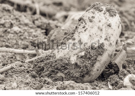 Potato Harvest in Autumn. Black and White Potato in the dry earth in October in Europe