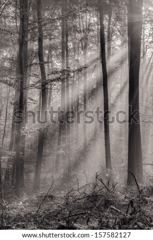 Enchanted Autumn Forest with the lovely rising morning sun. Leaves on the ground and light fog in the air. Warm rays of the sun shine through the deciduous woods of Upper Franconia / Bavaria, Germany.