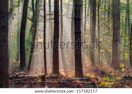 Enchanted Autumn Forest with the lovely rising morning sun. Leaves on the ground and light fog in the air. Warm rays of the sun shine through the deciduous woods of Upper Franconia / Bavaria, Germany.