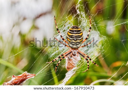 Wasp spider with prey. Macro Picture of a wasp spider in its net with a grasshopper as prey, taken in northern Bavaria, Germany
