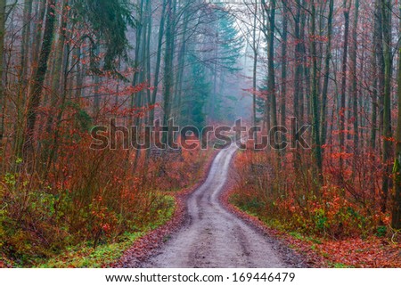 Forest in the Fall. Red leaves on the ground, barren trees in Bavaria, Germany on a rainy day