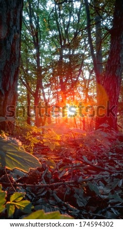Summer Sunset in the Forest. Sun is shining through the deciduous forest in Bavaria, Germany / Europe