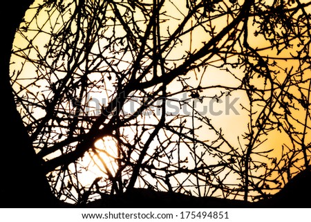 Silhouette of Tree Branches in the Setting Sun
