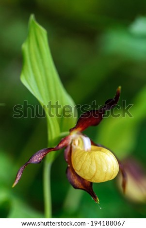 rare Bavarian wild Orchid: Lady Slippers. Venus Orchid