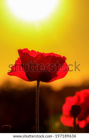 Red Summer Sunset Poppy Flower