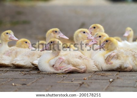 Bunch of Young Geese on a Farm. Domesticated Animals