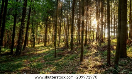 Enchanted Summer Morning Forrest in Germany. Sunrays shining through the woods