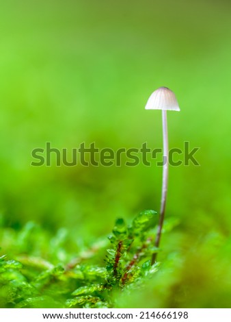 Amazing Mushroom. Picture of a wild forrest mushroom in the woods of Bavaria in Germany in fall. Picture was taken on a warm September day.